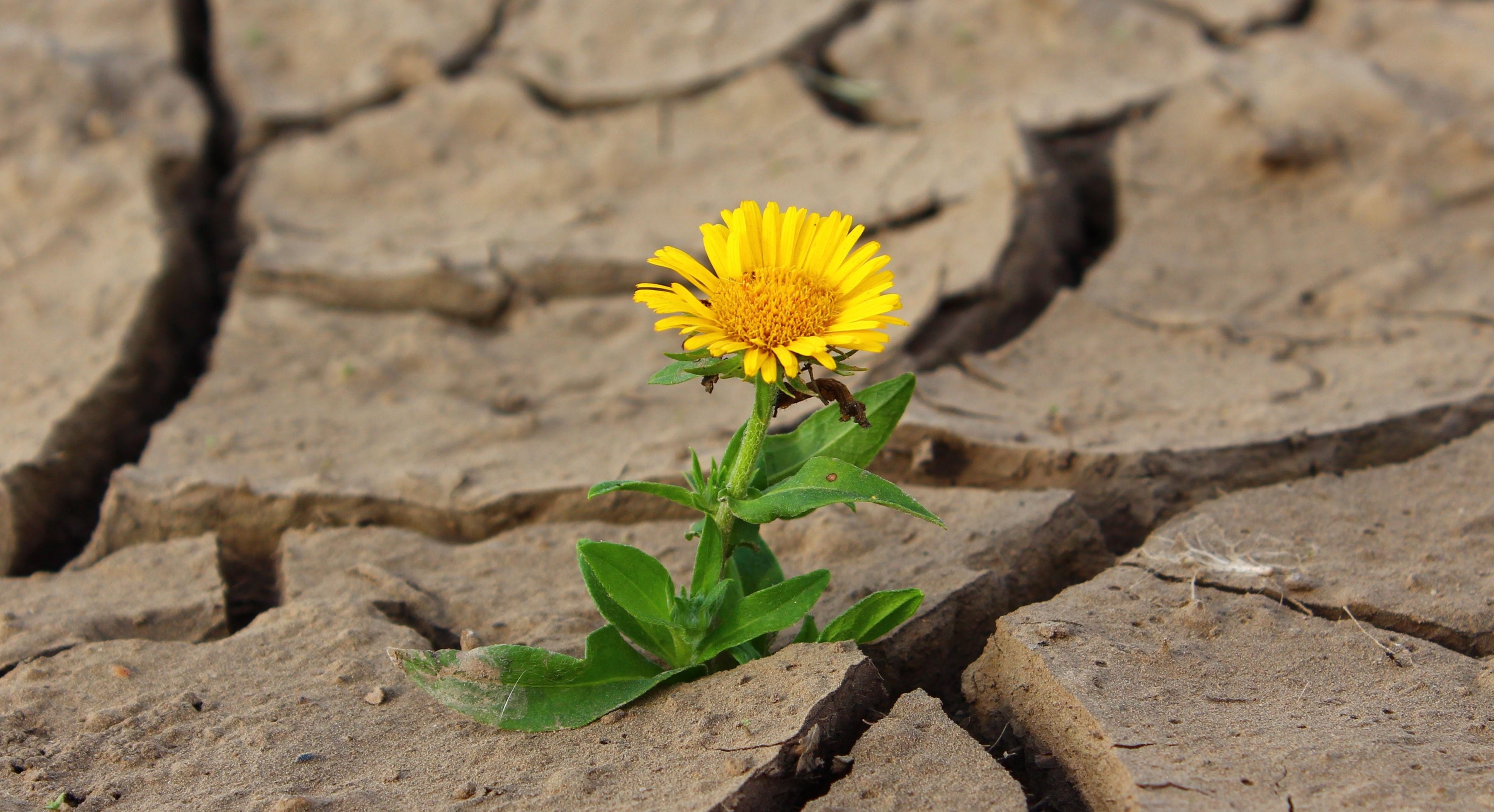 Flower in Drought - Amazon Filters