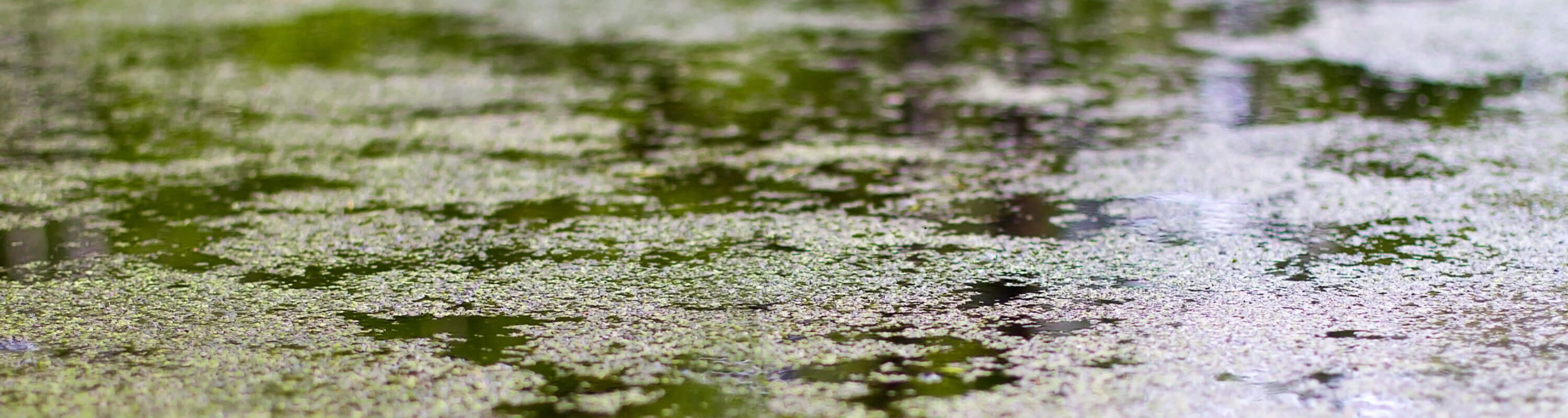 Close up of green waste water with a thick film of scum