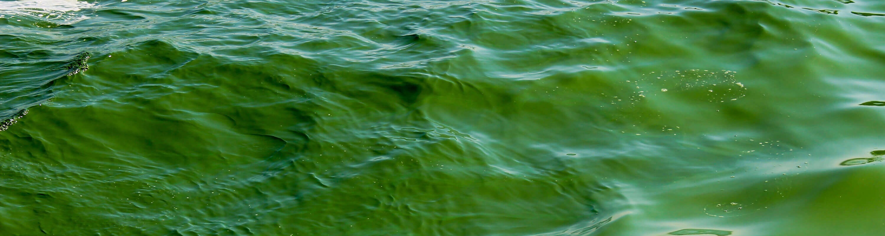 Close up of green seawater